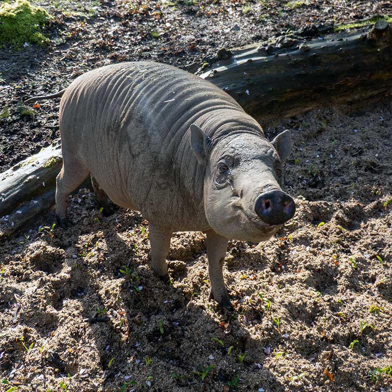 Hochträchtige Hirscheber-Sau YALA am Vormittag des 27. März 2023 auf der oberen Außenanlage im Grünen Zoo Wuppertal drei Stunden vor der Geburt der Hirscheber Zwillinge