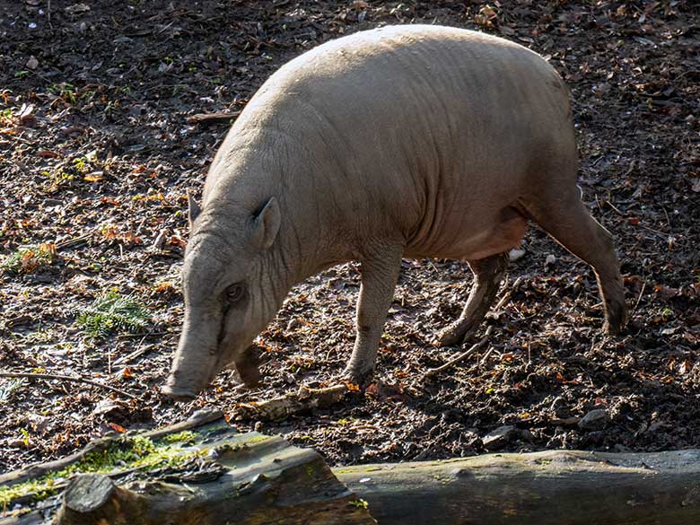 Hochträchtige Hirscheber-Sau YALA am Vormittag des 27. März 2023 auf der oberen Außenanlage im Wuppertaler Zoo drei Stunden vor der Geburt der Hirscheber Zwillinge