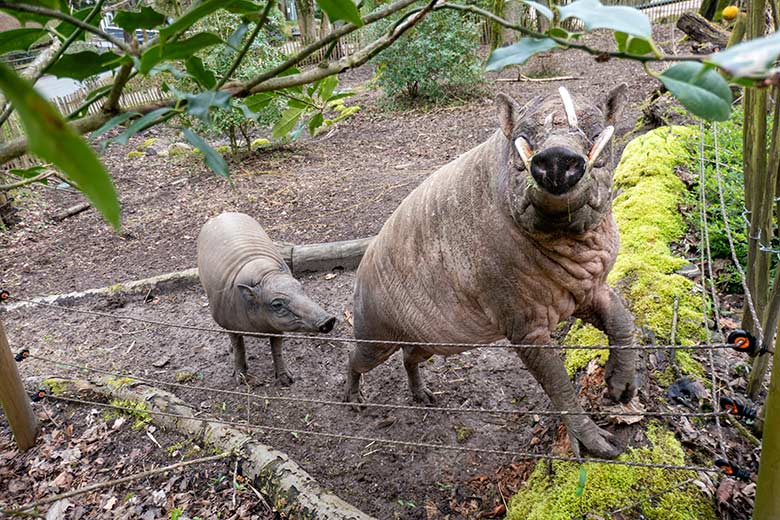 Weiblicher Hirscheber FRANZI und männlicher Hirscheber MASAMBA (auch MANNI genannt) am 8. April 2023 auf der unteren Außenanlage im Grünen Zoo Wuppertal