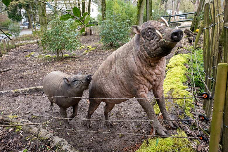 Weiblicher Hirscheber FRANZI und männlicher Hirscheber MASAMBA (auch MANNI genannt) am 8. April 2023 auf der unteren Außenanlage im Zoo Wuppertal