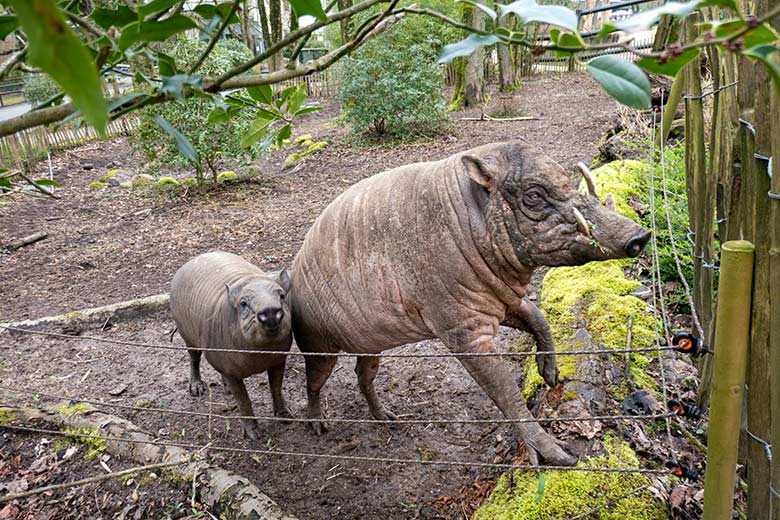 Weiblicher Hirscheber FRANZI und männlicher Hirscheber MASAMBA (auch MANNI genannt) am 8. April 2023 auf der unteren Außenanlage im Wuppertaler Zoo