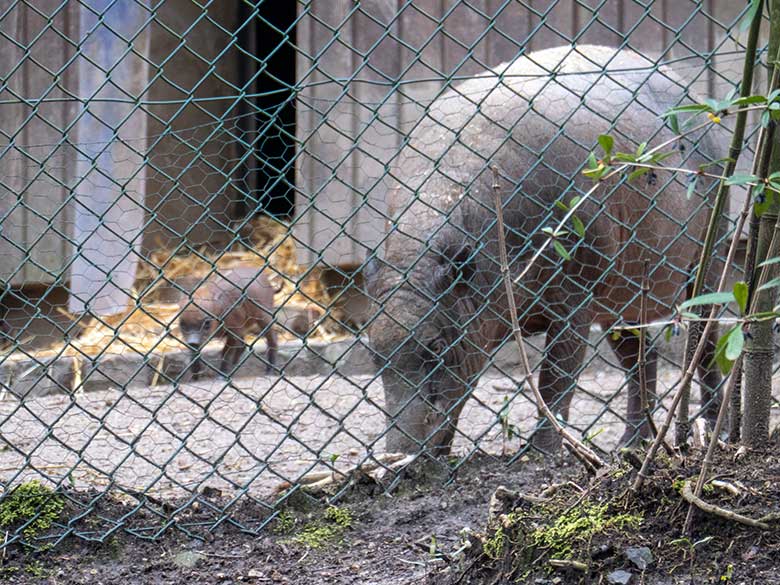 Weiblicher Hirscheber YALA mit einem der beiden Hirscheber-Ferkel am 8. April 2023 im Vorgehege des Stallgebäudes im Grünen Zoo Wuppertal