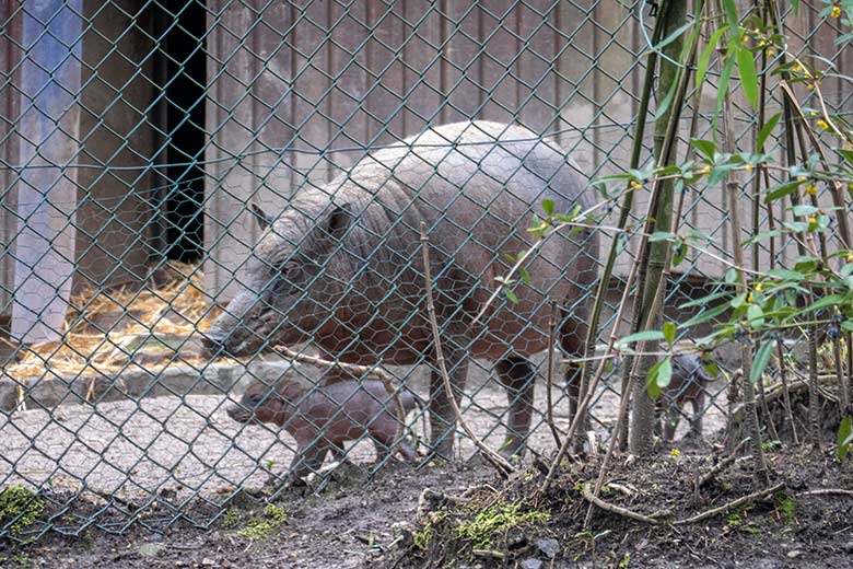 Weiblicher Hirscheber YALA und die beiden Hirscheber-Ferkel am 8. April 2023 im Vorgehege des Stallgebäudes im Zoologischen Garten Wuppertal