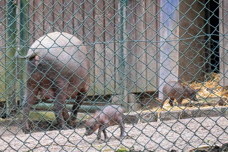 Weiblicher Hirscheber YALA und die beiden Hirscheber-Ferkel am 8. April 2023 im Vorgehege des Stallgebäudes im Grünen Zoo Wuppertal