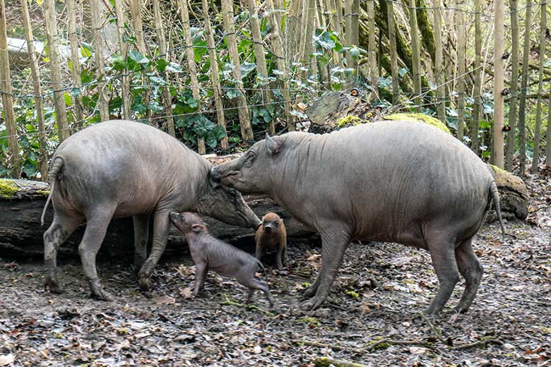 Weibliches Hirscheber-Jungtier DUA-HATI und Weiblicher Hirscheber YALA mit den Hirscheber-Ferkel-Zwillingen am 13. April 2023 auf der oberen Außenanlage im Zoologischen Garten der Stadt Wuppertal