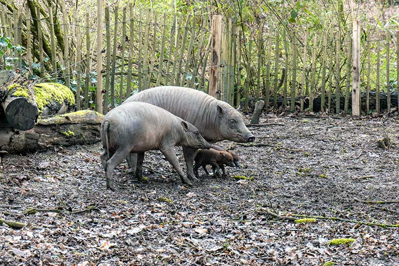 Weibliches Hirscheber-Jungtier DUA-HATI und Weiblicher Hirscheber YALA mit den Hirscheber-Ferkel-Zwillingen am 13. April 2023 auf der oberen Außenanlage im Wuppertaler Zoo