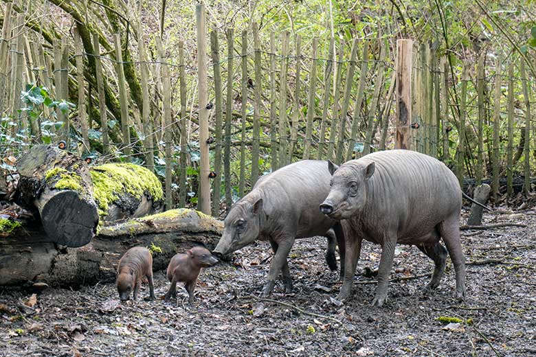 Weibliches Hirscheber-Jungtier DUA-HATI und Weiblicher Hirscheber YALA mit den Hirscheber-Ferkel-Zwillingen am 13. April 2023 auf der oberen Außenanlage im Zoo Wuppertal