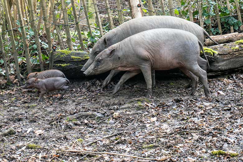 Weibliches Hirscheber-Jungtier DUA-HATI und Weiblicher Hirscheber YALA mit den Hirscheber-Ferkel-Zwillingen am 13. April 2023 auf der oberen Außenanlage im Wuppertaler Zoo