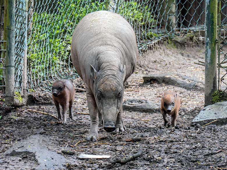 Weiblicher Hirscheber YALA und die beiden Hirscheber-Ferkel am 13. April 2023 auf der oberen Außenanlage im Grünen Zoo Wuppertal