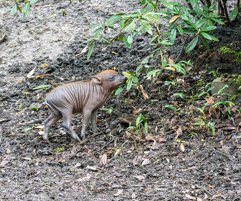 Hirscheber-Ferkel am 13. April 2023 auf der oberen Außenanlage im Zoologischen Garten der Stadt Wuppertal