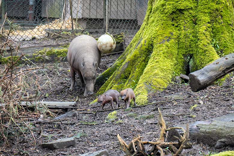 Weiblicher Hirscheber YALA und die beiden Hirscheber-Ferkel am 13. April 2023 auf der oberen Außenanlage im Wuppertaler Zoo