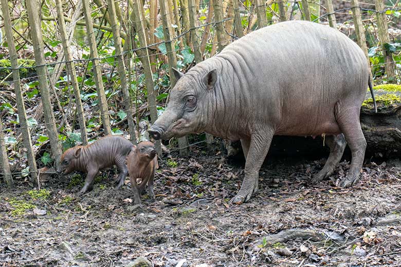 Weiblicher Hirscheber YALA und die beiden Hirscheber-Ferkel am 13. April 2023 auf der oberen Außenanlage im Wuppertaler Zoo