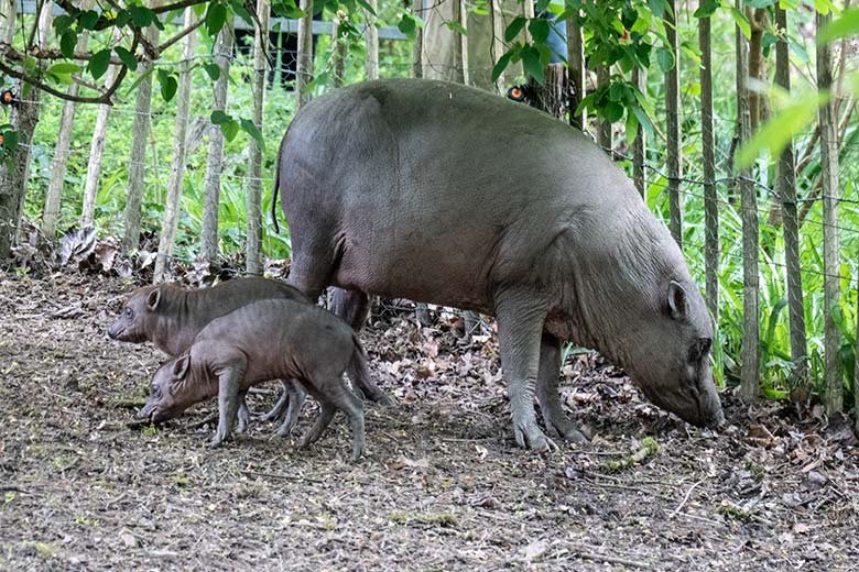 Hirscheber-Ferkel-Zwillinge mit ihrer Hirscheber-Mutter YALA am 7. Mai 2023 auf der oberen Außenanlage im Wuppertaler Zoo