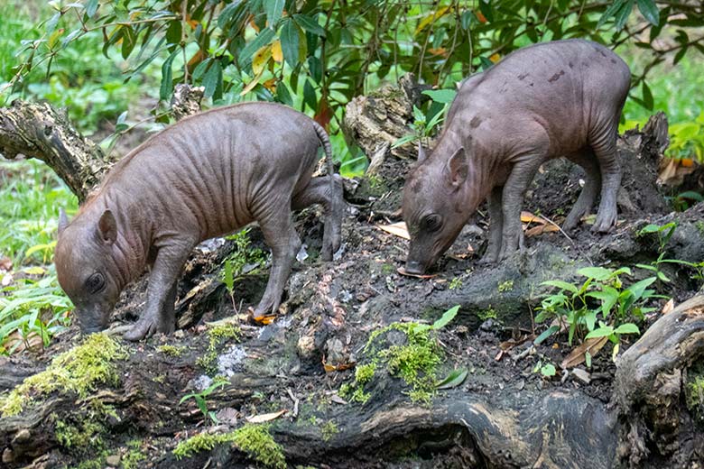 Hirscheber-Ferkel-Zwillinge am 7. Mai 2023 auf der oberen Außenanlage im Grünen Zoo Wuppertal