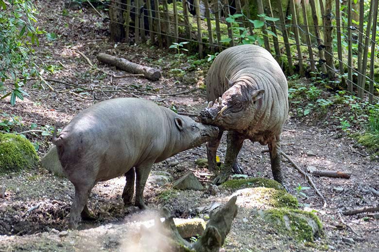 Weiblicher Hirscheber FRANZI und männlicher Hirscheber MASAMBA (auch MANNI genannt) am 30. Mai 2023 auf der unteren Außenanlage im Wuppertaler Zoo