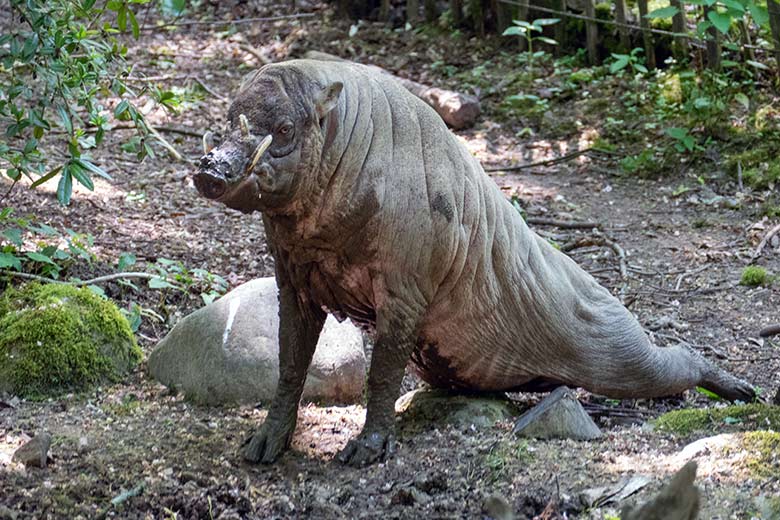 Männlicher Hirscheber MASAMBA (auch MANNI genannt) am 30. Mai 2023 auf der unteren Außenanlage im Zoologischen Garten Wuppertal