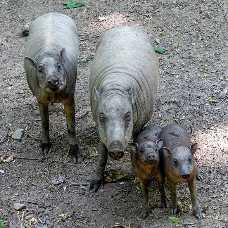 Hirscheber-Sau YALA mit drei Hirscheber-Jungtieren am 1. Juni 2023 auf der oberen Außenanlage im Grünen Zoo Wuppertal