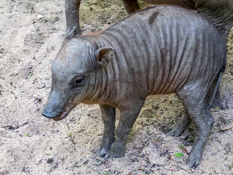 Hirscheber-Ferkel am 1. Juni 2023 auf der oberen Außenanlage im Zoologischen Garten Wuppertal