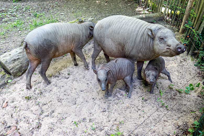 Hirscheber-Sau YALA mit drei Hirscheber-Jungtieren am 1. Juni 2023 auf der oberen Außenanlage im Wuppertaler Zoo