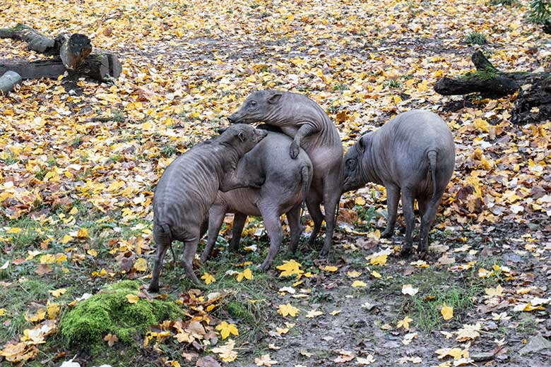 Hirscheber am 12. November 2023 auf der oberen Außenanlage im Grünen Zoo Wuppertal