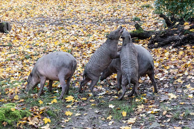 Hirscheber am 12. November 2023 auf der oberen Außenanlage im Zoo Wuppertal