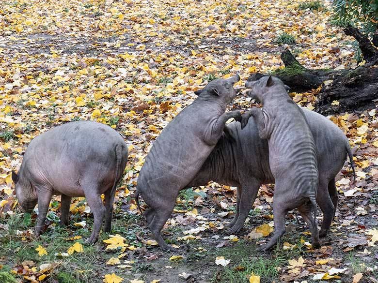 Hirscheber am 12. November 2023 auf der oberen Außenanlage im Wuppertaler Zoo