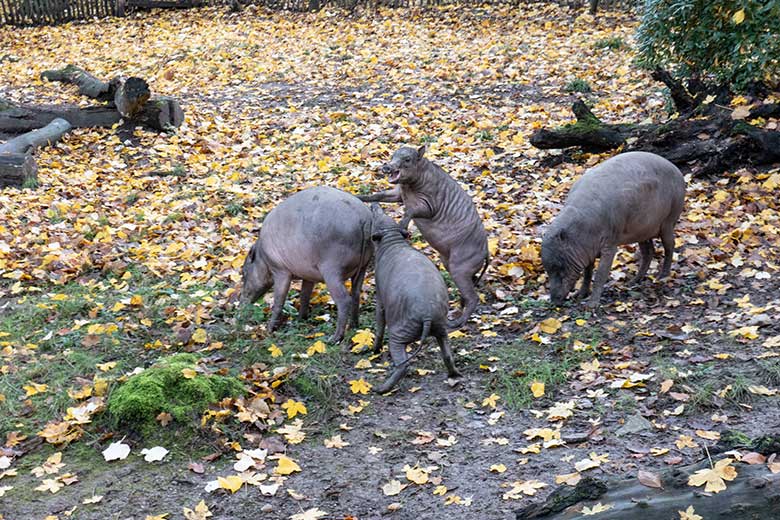 Hirscheber am 12. November 2023 auf der oberen Außenanlage im Grünen Zoo Wuppertal