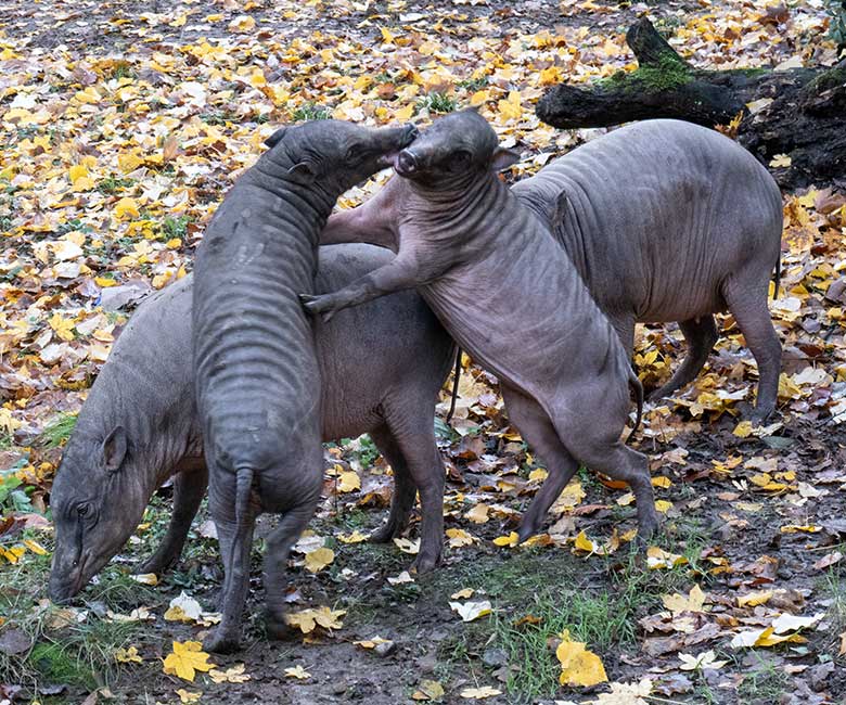 Hirscheber am 12. November 2023 auf der oberen Außenanlage im Wuppertaler Zoo