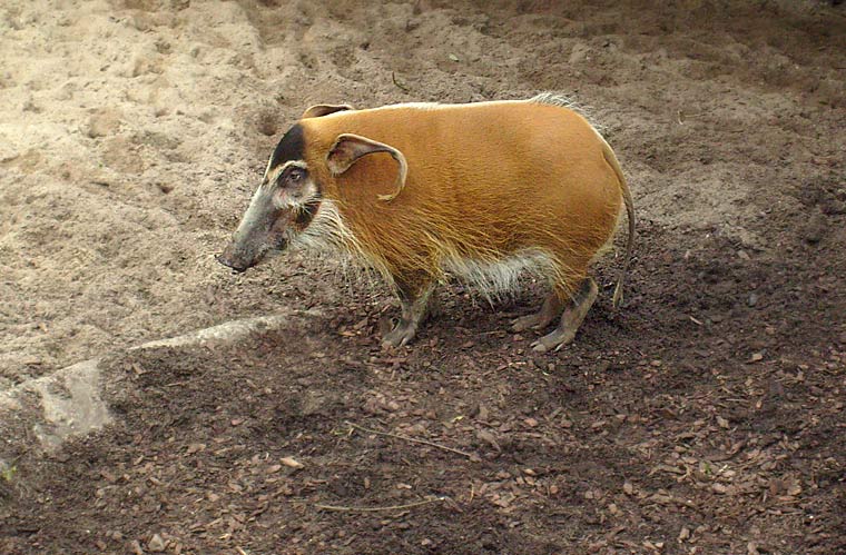 Pinselohrschwein im Zoo Wuppertal im April 2008