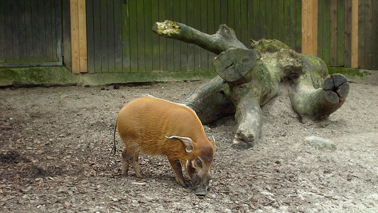 Pinselohrschwein im Wuppertaler Zoo im April 2008