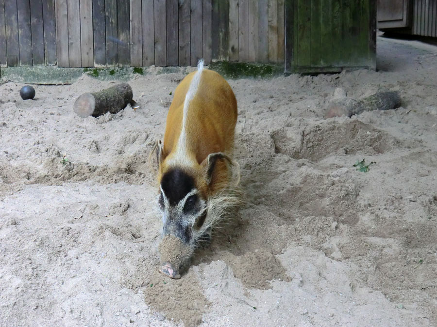 Pinselohrschwein im Zoo Wuppertal im Juni 2014