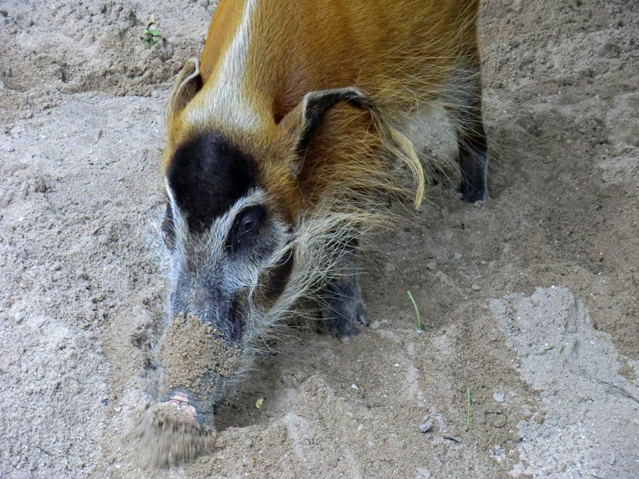 Pinselohrschwein im Wuppertaler Zoo im Juni 2014