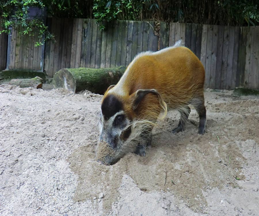 Pinselohrschwein im Zoologischen Garten Wuppertal im Juni 2014