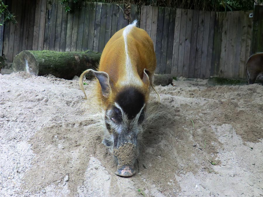 Pinselohrschwein im Wuppertaler Zoo im Juni 2014