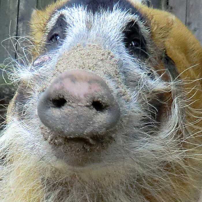 Pinselohrschwein im Wuppertaler Zoo im Juni 2014