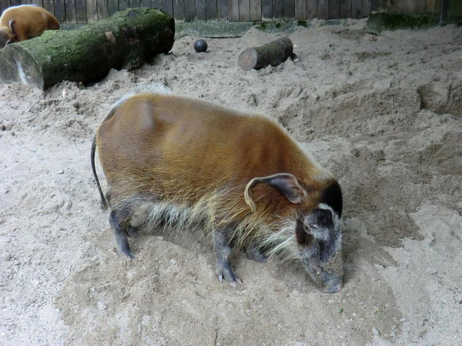 Pinselohrschwein im Zoologischen Garten Wuppertal im Juni 2014