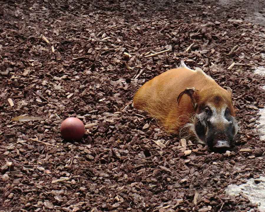 Pinselohrschweine im Wuppertaler Zoo im Juli 2014