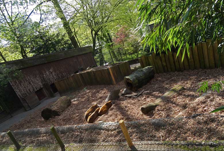 Umgestaltete obere Außenanlage der Pinselohrschweine am 24. April 2016 im Zoologischen Garten der Stadt Wuppertal