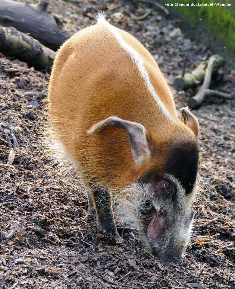 Pinselohrschwein am 30. Januar 2018 auf der Außenanlage im Zoo Wuppertal (Foto Claudia Böckstiegel-Wengler)