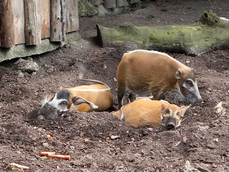 Pinselohrschweine am 25. Juni 2019 auf der Außenanlage im Grünen Zoo Wuppertal