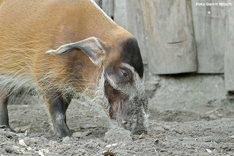 Pinselohrschwein am 11. September 2020 auf der Außenanlage im Grünen Zoo Wuppertal (Foto Gerrit Nitsch)