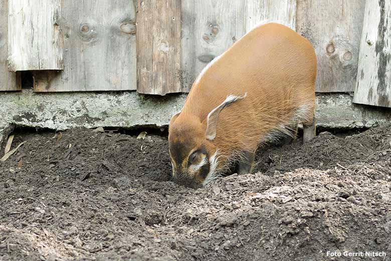 Pinselohrschwein am 11. September 2020 auf der Außenanlage im Zoologischen Garten Wuppertal (Foto Gerrit Nitsch)