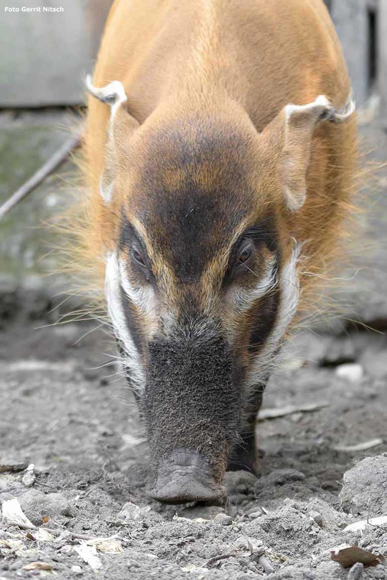 Pinselohrschwein am 11. September 2020 auf der Außenanlage im Wuppertaler Zoo (Foto Gerrit Nitsch)