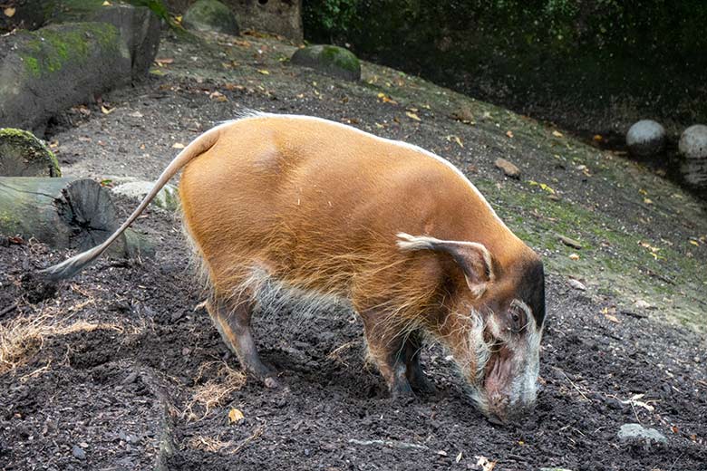 Pinselohrschwein am 27. September 2020 auf der Außenanlage im Grünen Zoo Wuppertal