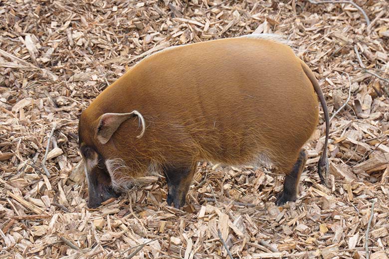 Pinselohrschwein am 3. April 2021 auf der oberen Außenanlage im Wuppertaler Zoo