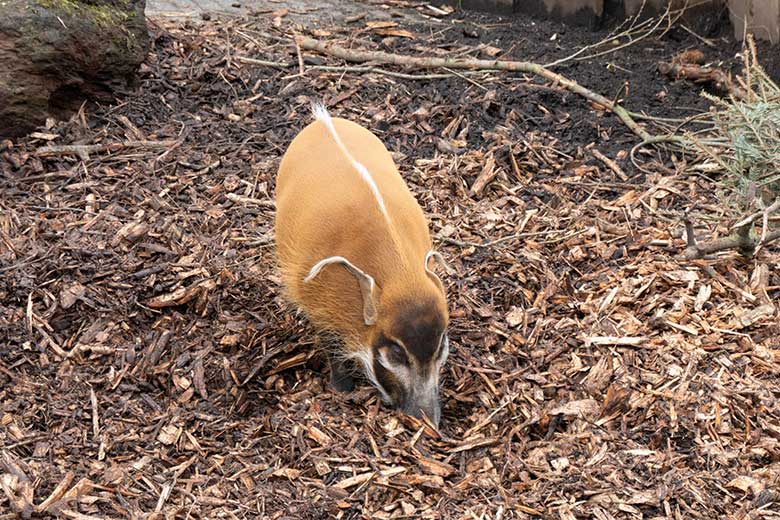 Pinselohrschwein am 14. April 2021 auf der oberen Außenanlage im Zoologischen Garten Wuppertal