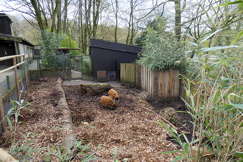 Pinselohrschweine am 15. April 2021 auf der oberen Außenanlage im Zoo Wuppertal