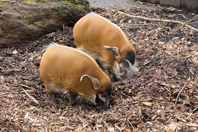 Pinselohrschweine am 15. April 2021 auf der oberen Außenanlage im Grünen Zoo Wuppertal