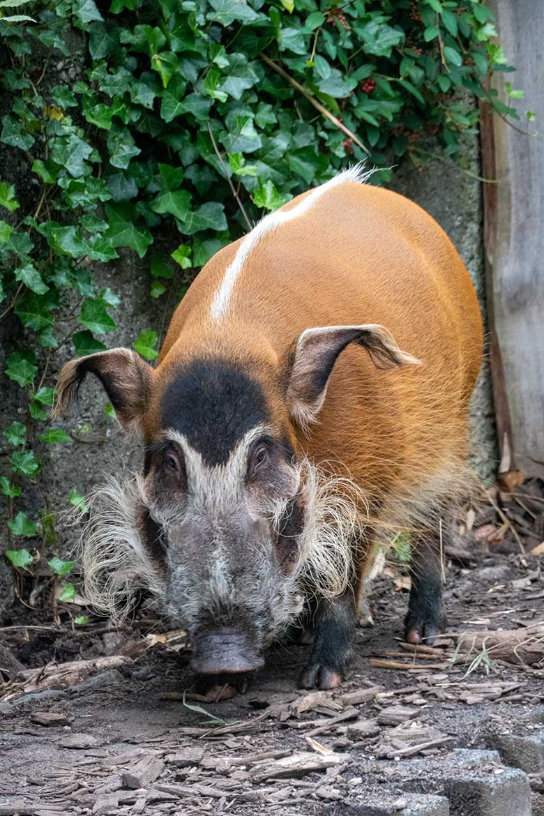 Pinselohrschwein am 22. August 2021 auf der unteren Außenanlage im Grünen Zoo Wuppertal