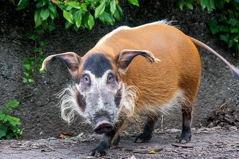 Pinselohrschwein am 22. August 2021 auf der unteren Außenanlage im Wuppertaler Zoo